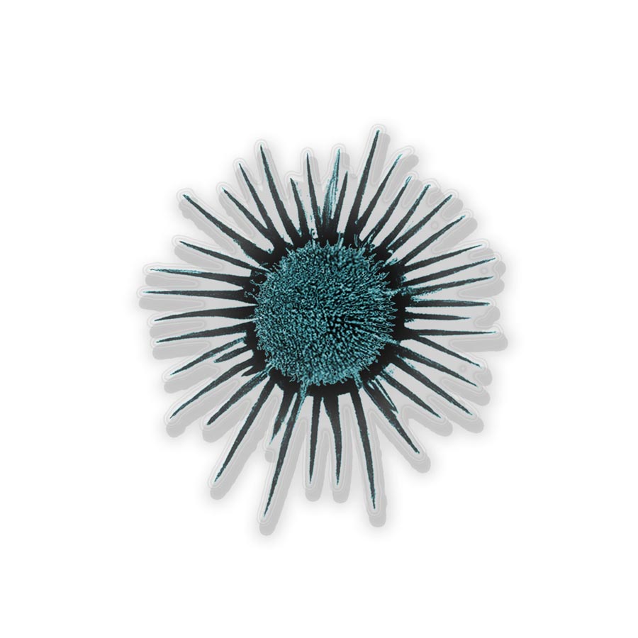 magnitaki_plexi_sxhmata